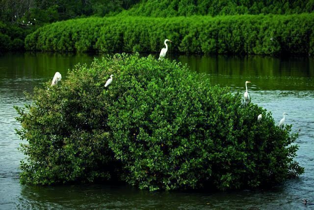 Celebrará Riviera Nayarit el Día Mundial de los Humedales