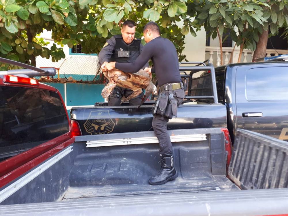 Capturan a sujeto con tres tortugas marinas sacrificadas