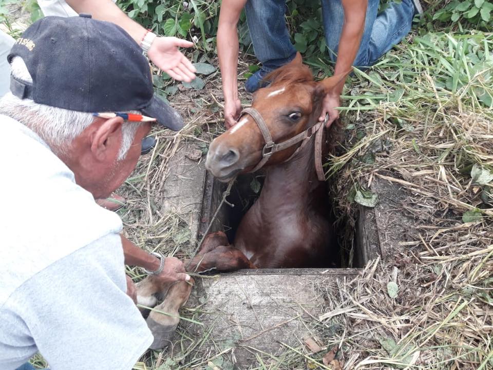 Rescatan a yegua atrapada en registro