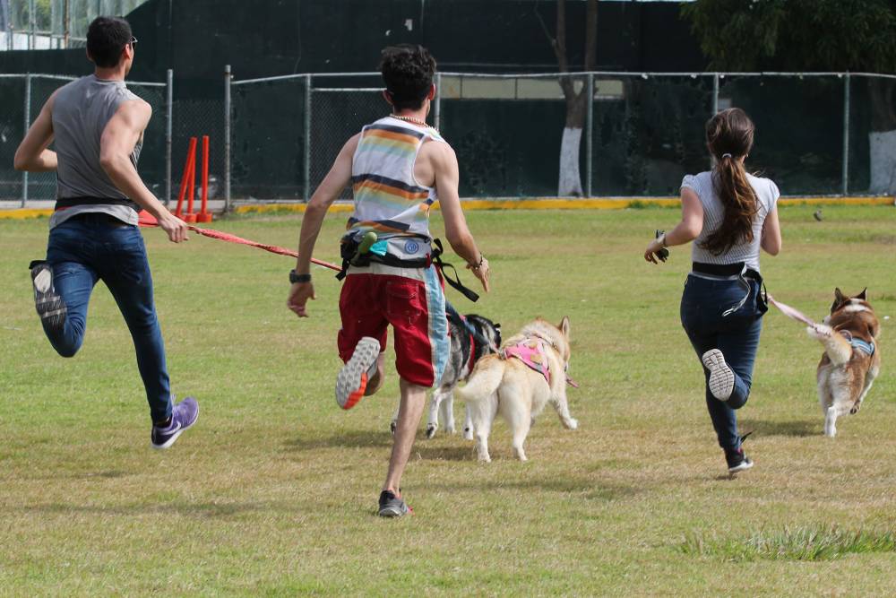 Avanza Puerto Vallarta en bienestar animal con el Festival Peludo Avanza Puerto Vallarta en bienestar animal con el Festival Peludo