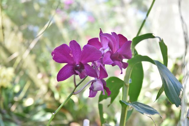 Jardín de la Selva, paraíso de las orquídeas en la Riviera Nayarit