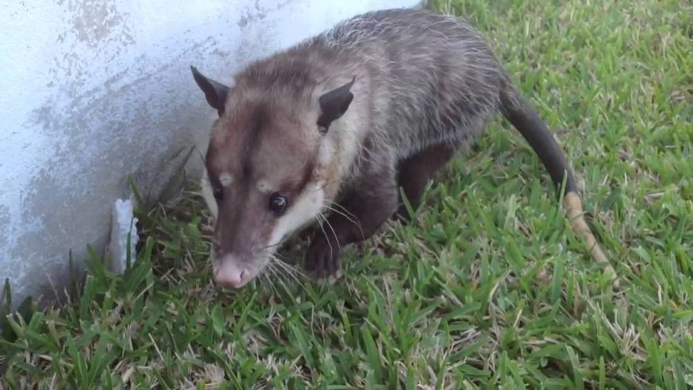 Rescatan a tlacuache atrapado en una casa: piden no matarlos