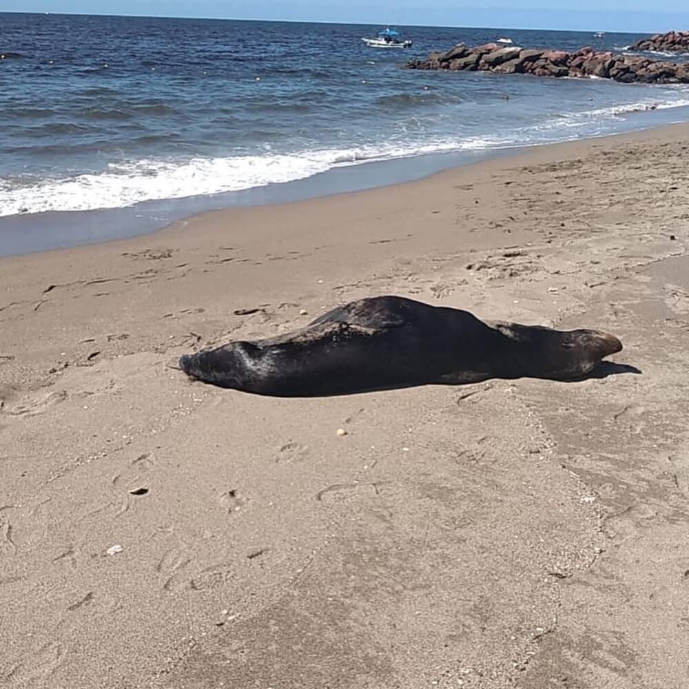 Piden dejar en paz a los lobos marinos que visitan la bahía