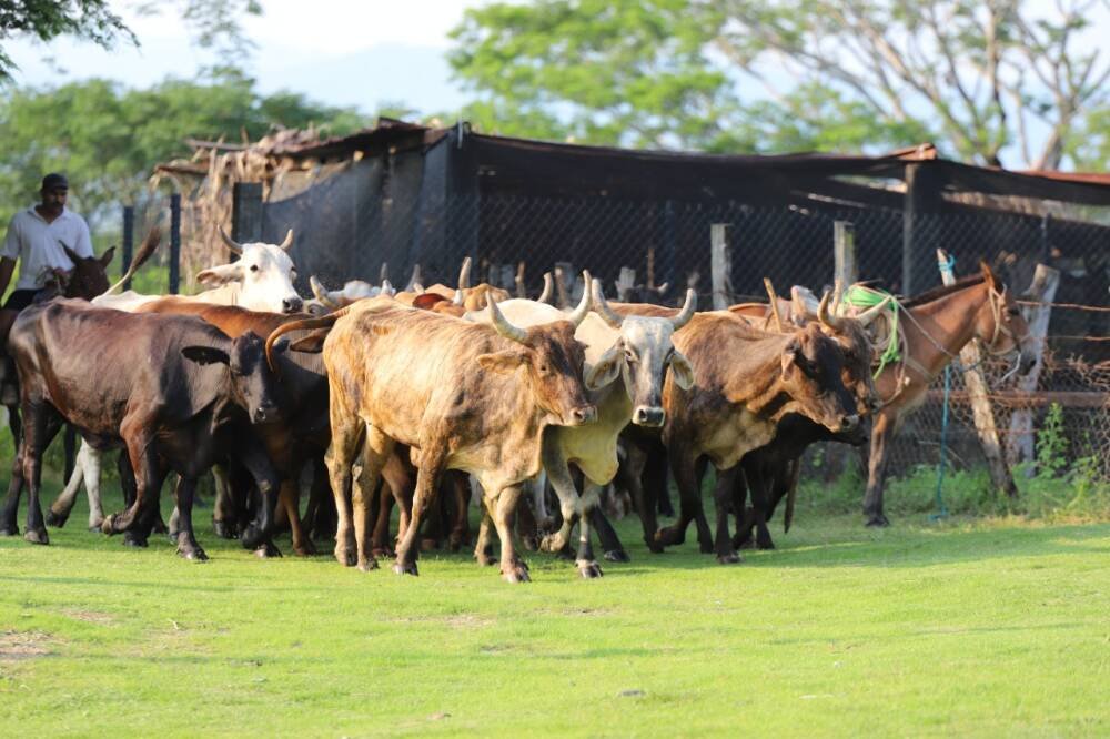 Inicia Vacunación contra el Derriengue en ganado en Bahía de Banderas
