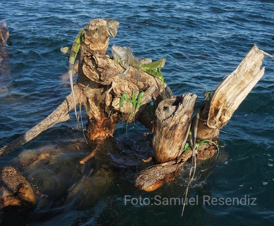 Rescatan a iguanas varadas en tronco en medio de la bahía Rescatan a iguanas varadas en tronco en medio de la bahía