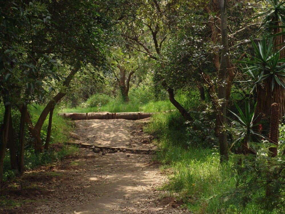 México: la sombra de la minería acecha el futuro de los bosques comunitarios