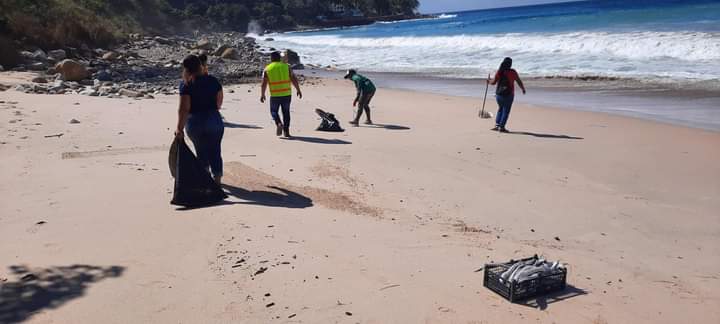 Misteriosa mortantad de peces sable en playa Palmares Misteriosa mortantad de peces sable en playa Palmares