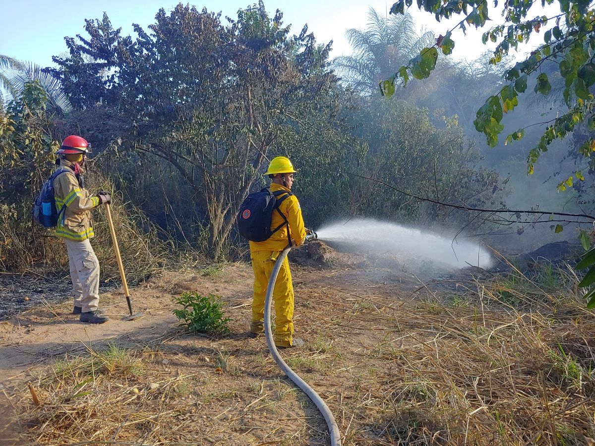 Forestal