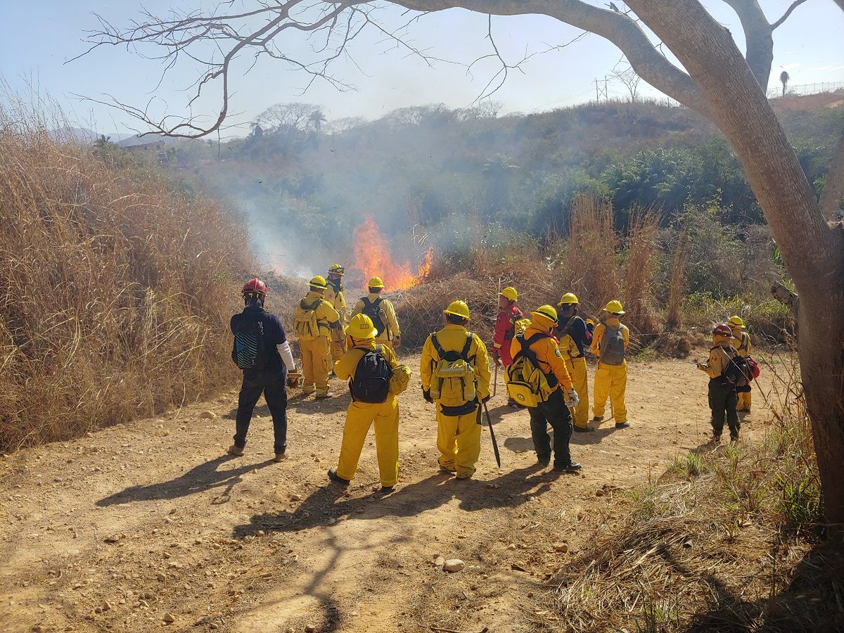 Forestal