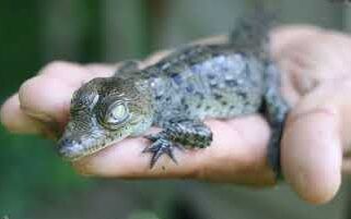 Celebra CUCosta 22 años de conservación de especies en el reptilario Cipactli Celebra CUCosta 22 años de conservación de especies en el reptilario Cipactli