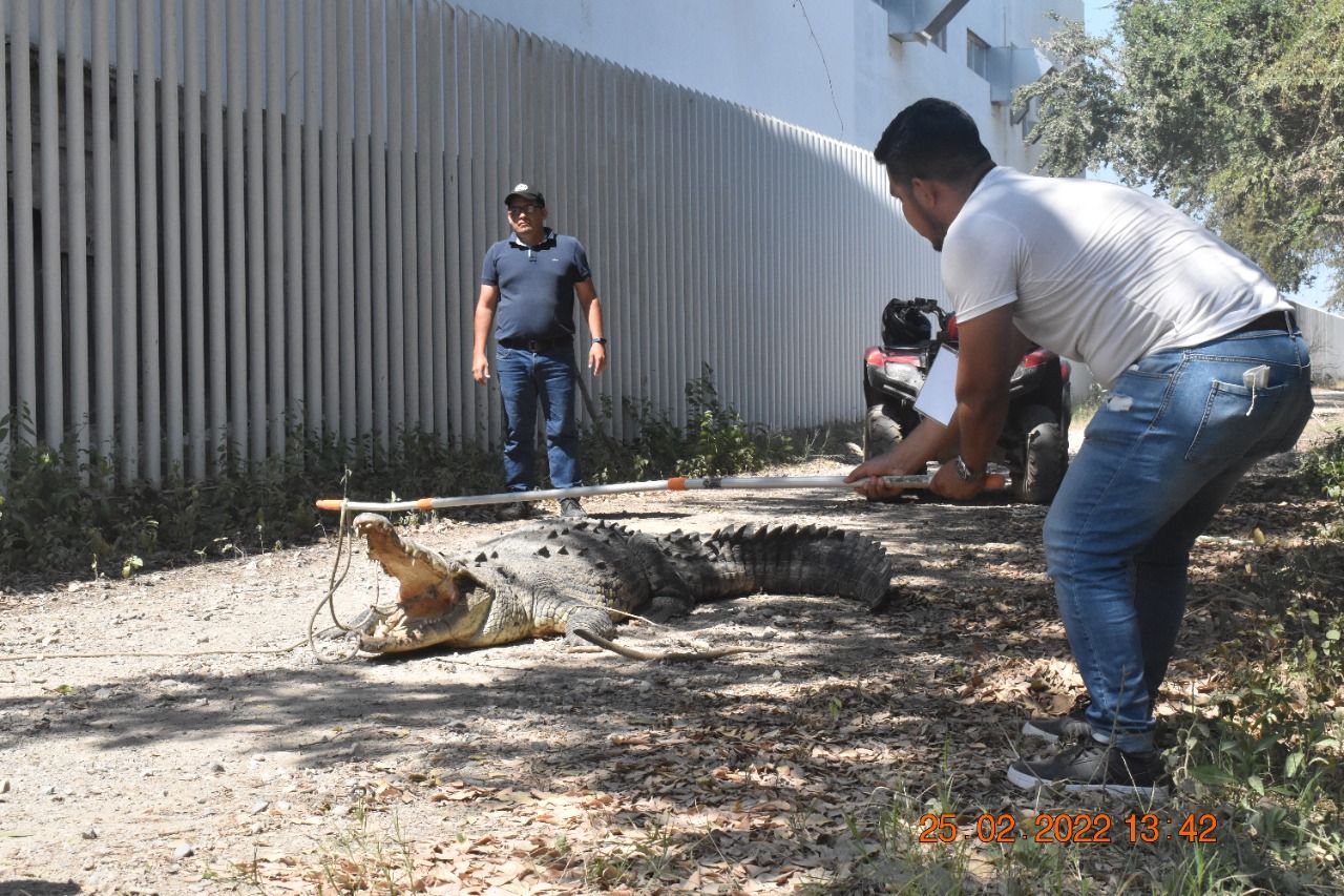 cocodrilo