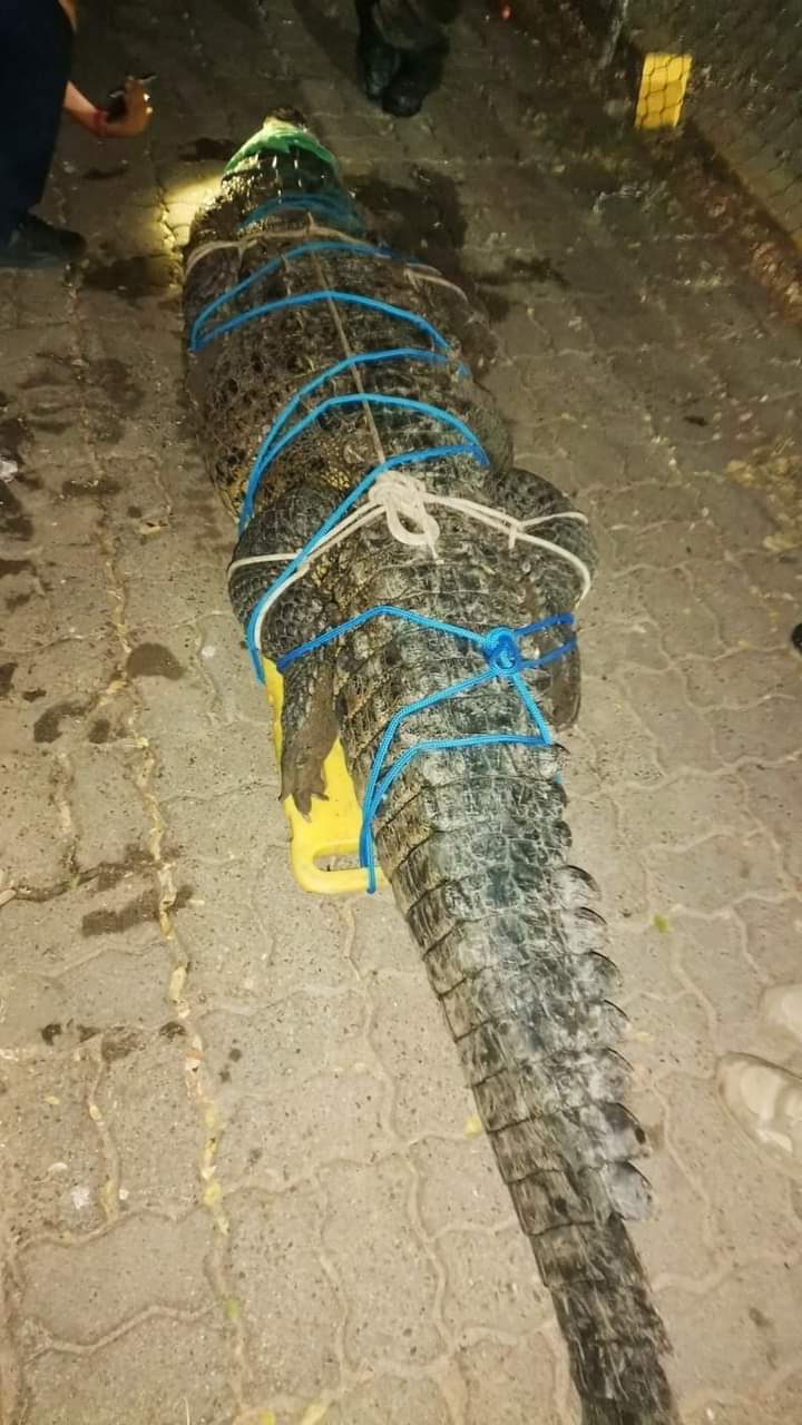 cocodrilo