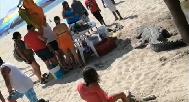 Sale cocodrilo a tomar el sol a centímetros de una familia en Vallarta