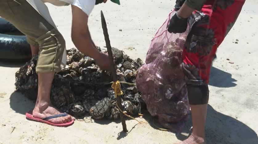Hasta 8 mil conchas cosecharan los buzos de Bucerías: día del ostión