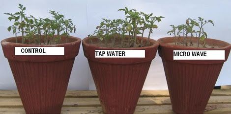 Efectos del microondas en las plantas