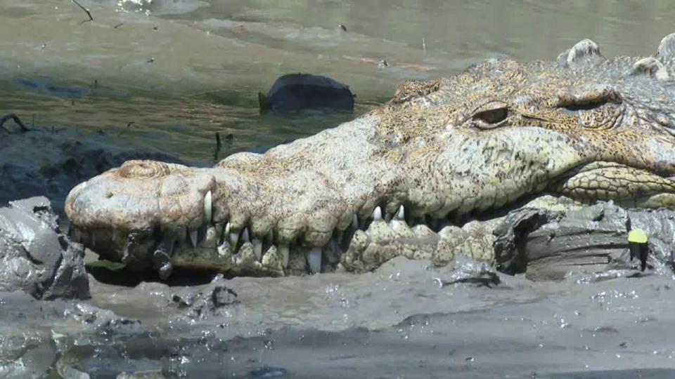 Recomiendan evitar riesgos en caso de encuentro con cocodrilo