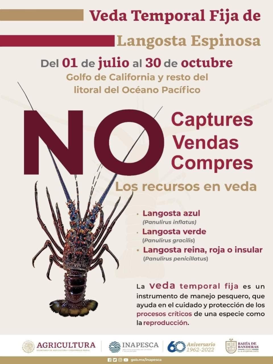 Veda de langosta afecta a restauranteros de la región