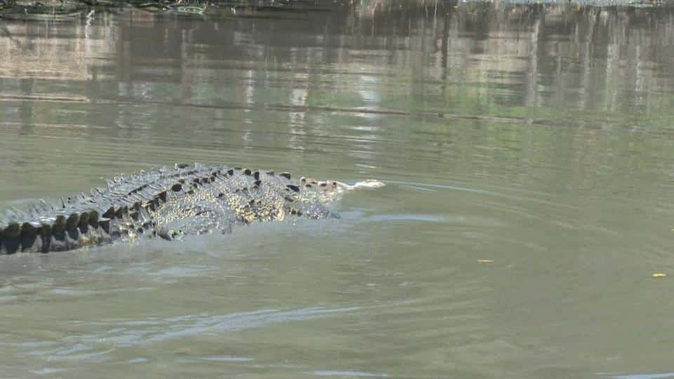 Protección Civil alerta sobre cocodrilos en playas de Vallarta