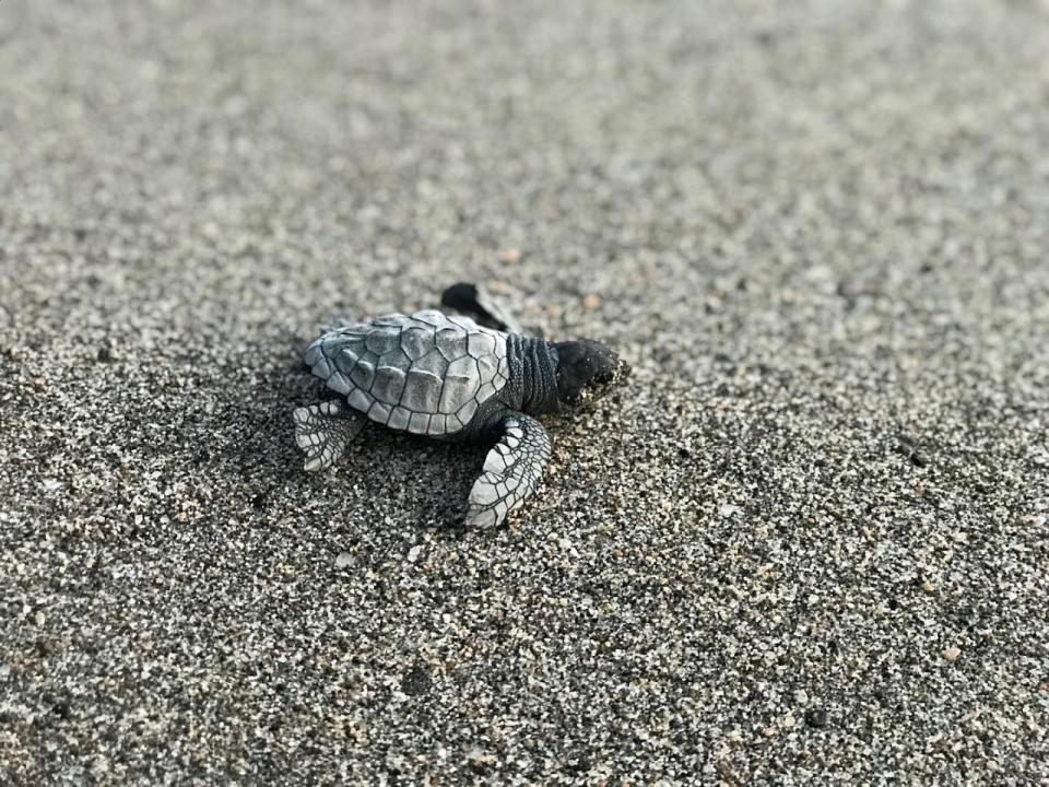 Cientos de tortugas arriban a playas mexicanas para desovar