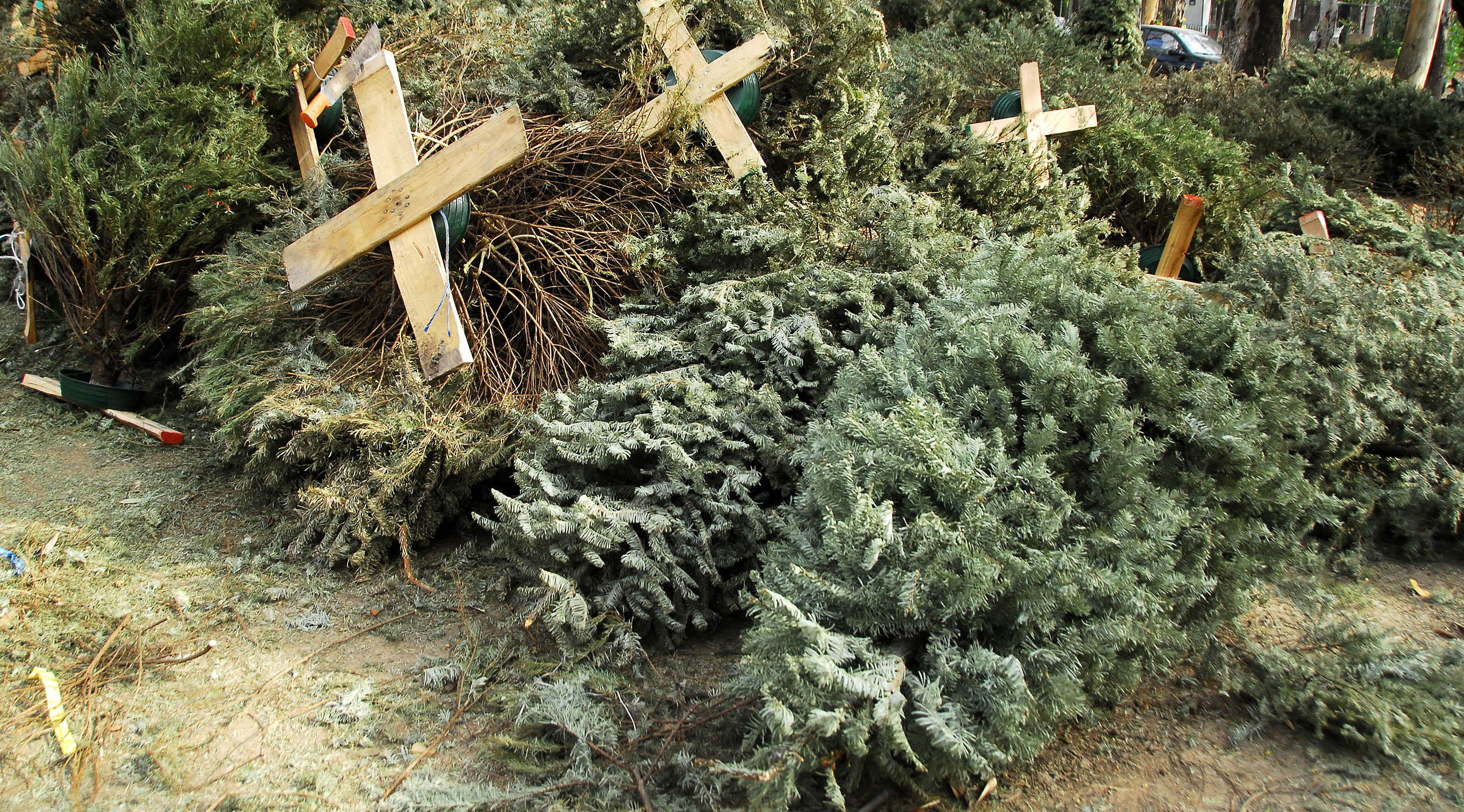 Habilitarán puntos de acopio para árboles navideños naturales Habilitarán puntos de acopio para árboles navideños naturales