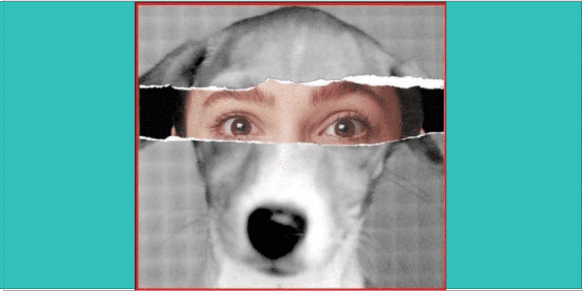 ¿Qué condena debería tener la persona que arrojó un perro al cazo con aceite hirviendo? ¿Qué condena debería tener la persona que arrojó un perro al cazo con aceite hirviendo?