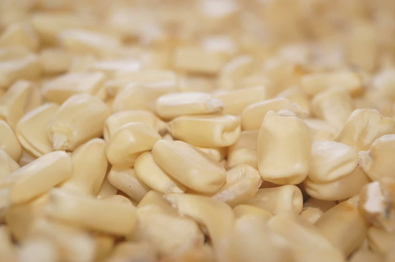 venta de maiz para tortillas 050