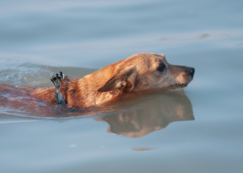 Iniciativa del día por la No violencia contra los animales