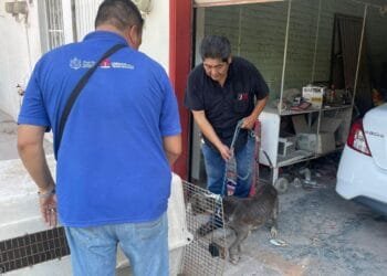 Intervención de Bienestar Animal en posible caso de maltrato a caninos