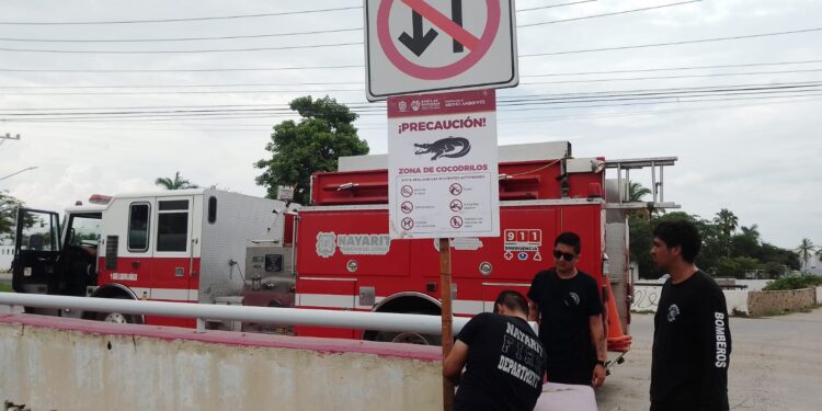 Advierten sobre la presencia de cocodrilos en canales pluviales