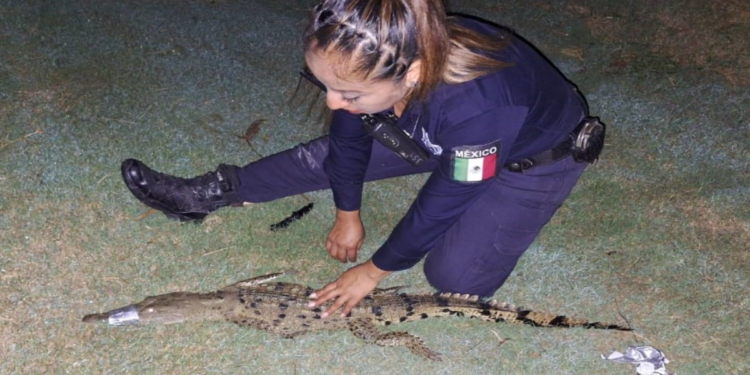 Comprometidos con la preservación de la fauna local: re-ubican cocodrilos en áreas seguras