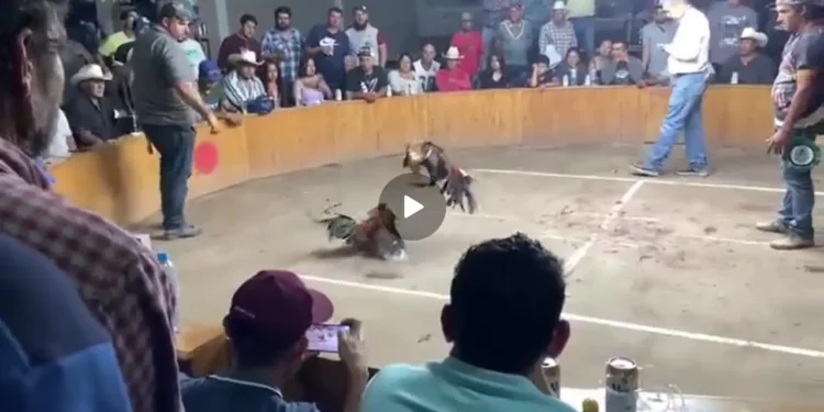 Video: Tiroteo en una riña de gallos deja tres muertos y cuatro heridos