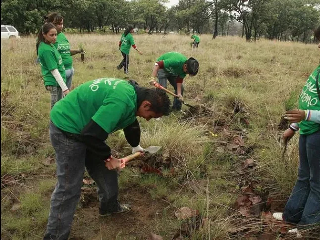 un millón de árboles