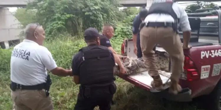 Patrulla Verde reubica cocodrilo avistado en playa de Marina Vallarta