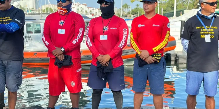 Guardavidas fortalecen habilidades para rescate de ballenas enmalladas