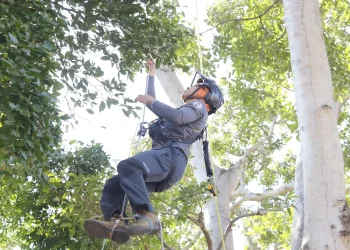 Campeonato Mexicano de Trepa de Árboles: Deporte y ambientalismo en un solo evento