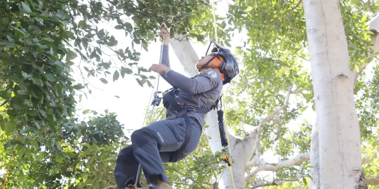 Campeonato Mexicano de Trepa de Árboles: Deporte y ambientalismo en un solo evento Campeonato Mexicano de Trepa de Árboles: Deporte y ambientalismo en un solo evento