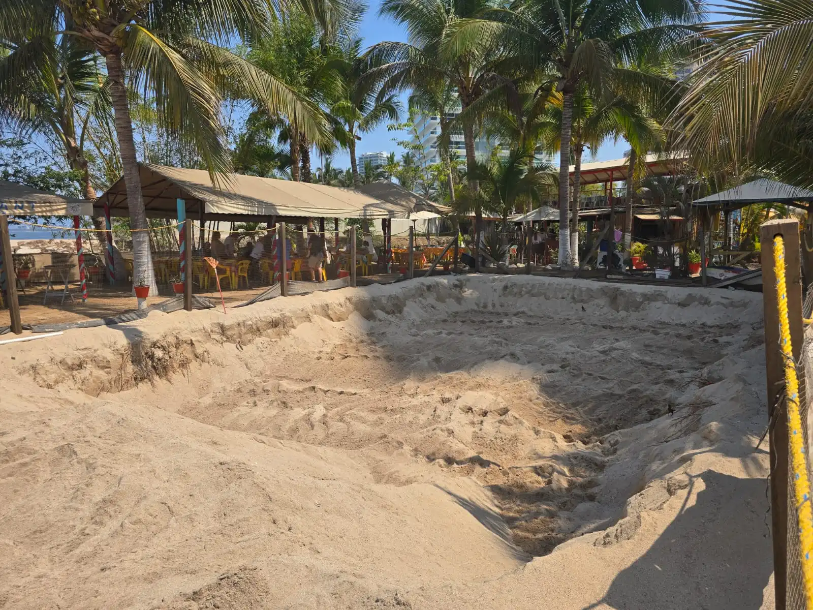 Puerto Vallarta se alista para la temporada de anidación de tortugas marinas 2025-2026 1 tortugas