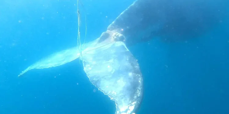 Rescate histórico: ballena atrapada recupera su libertad en Islas Marietas