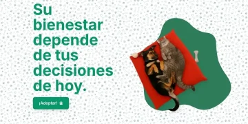 Puerto Vallarta impulsa la adopción responsable de mscotas con una nueva plataforma digital Puerto Vallarta impulsa la adopción responsable de mscotas con una nueva plataforma digital