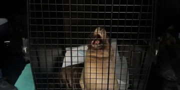 Marquitos, el lobo marino rescatado en Bahía de Banderas, es trasladado a Guadalajara para cirugía