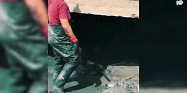 Ecocidio en Bahía de Banderas: Anuncian medidas tras muerte de más de 200 tortugas